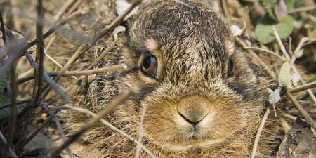 Field hare school: The big Easter bunny lexicon