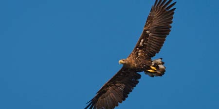 Brazen nest occupiers endanger lesser spotted eagles!