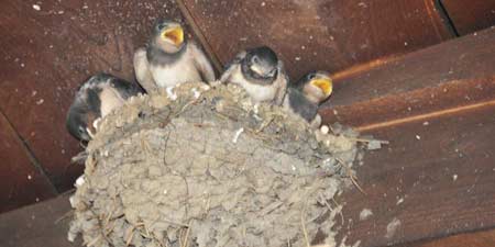Junge Schwalben im Nest - Wir haben Hunger!