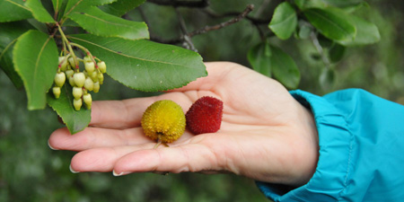 Strawberry tree - flower and fruit at the same time