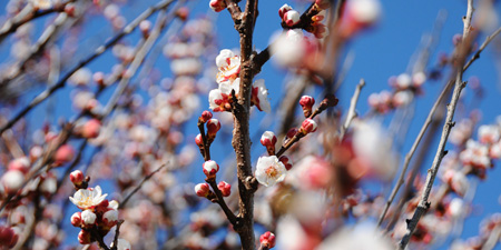Almond trees - first flowers show up in the sunshine