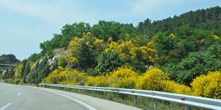 Ginsterbüsche entlang der Via Egnatia