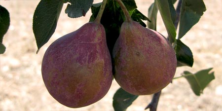 Historical Perspective on Turkey's Fruit Heritage