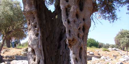 Olive trees - cultural-historical examination of the olive tree