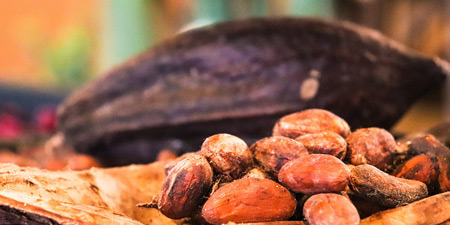 Cocoa - a natural product from the tropical rainforest