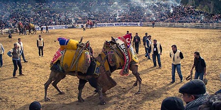 Der historisch legendäre Kamelkampf von Selçuk