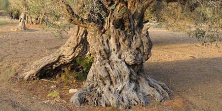 Hike to the historic olive grove of Kalkanli