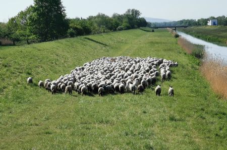 Encountering the dike sheep on the Unstrut