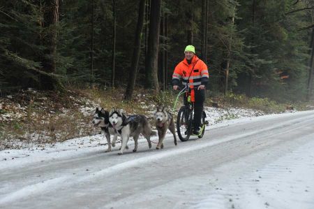 Begegnung - Schlittenhunde im Forst Upjever