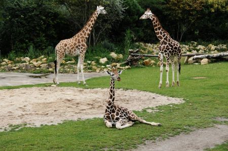 Der Zoo in Leipzig zeigt sich als echter Besuchermagnet