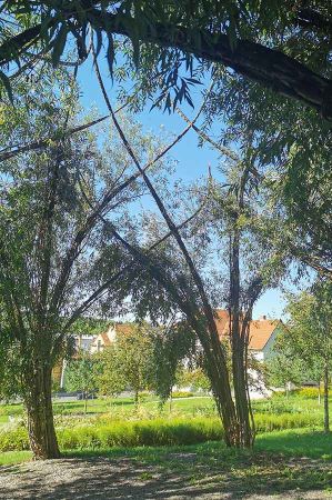 apolda paulinenpark 2