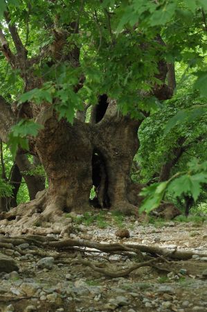 platanen rapsani 020