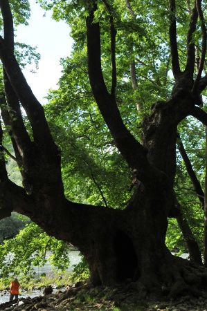 platanen rapsani 021