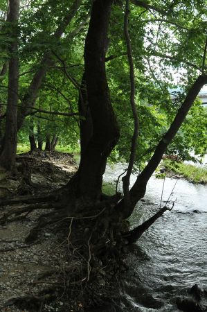 platanen rapsani 023