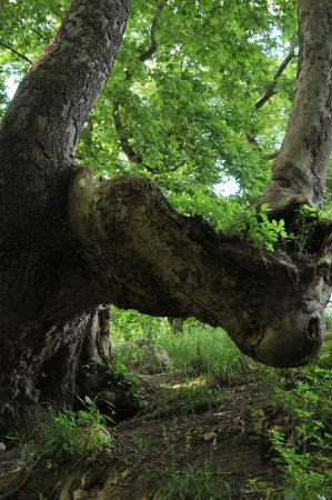 platanen rapsani 024