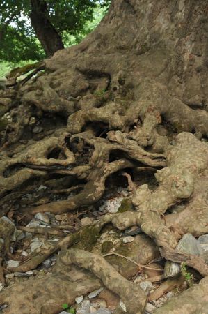 platanen rapsani 025