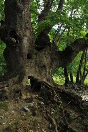 platanen rapsani 026