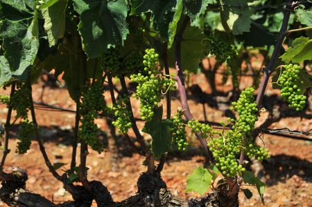 Rapsani: To the Wine Region on the Slopes of Mount Olympus