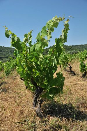 weinprobe rapsani 023