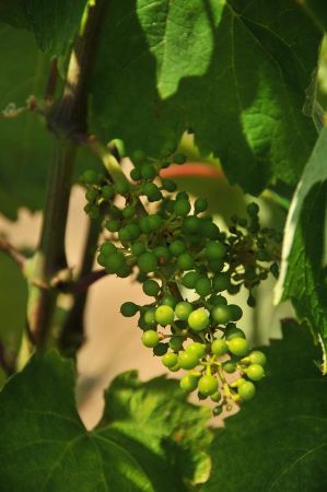 weinprobe rapsani 025