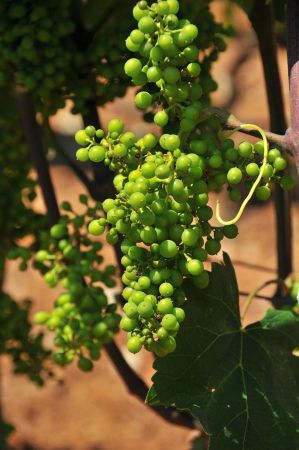 weinprobe rapsani 026