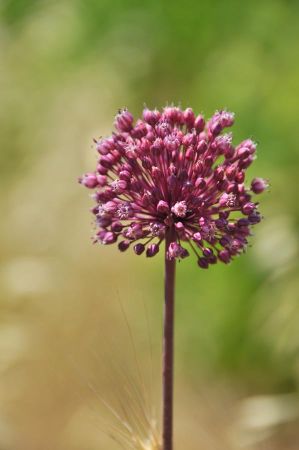 weinprobe rapsani 027