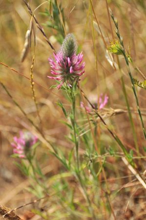 weinprobe rapsani 028