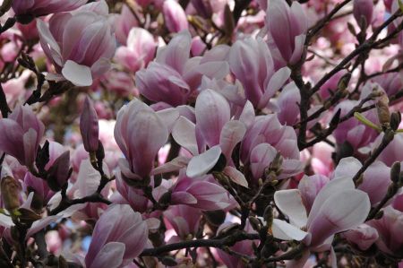 ahrweiler singfest 022