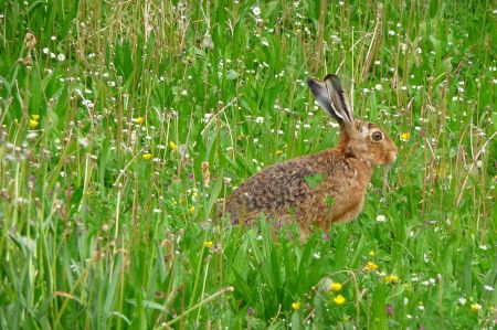 Easter Bunny - Easter is the season for field hares!