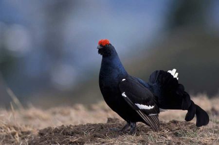 Birkhühner - Ein Huhn ohne Hoffnung