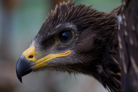 Jan Bleil Jungadlerporträt Schreiadler Kopf