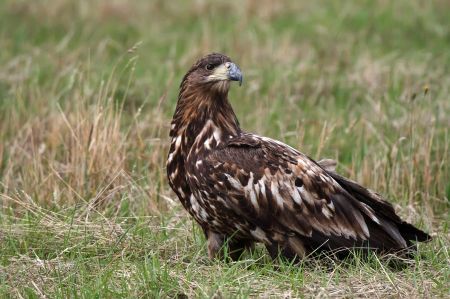 Jan Bleil Schreiadler Jan Bleil B080289