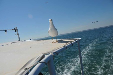 Mittelmeermöwen - Beobachtung an der Fähre von Perea
