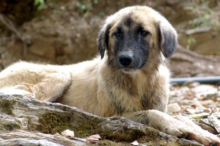 Tollwutverdacht - Impfpflicht für Hunde bei Auslandsreisen