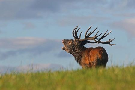 ala 5606 rothirsch michael tetzlaff