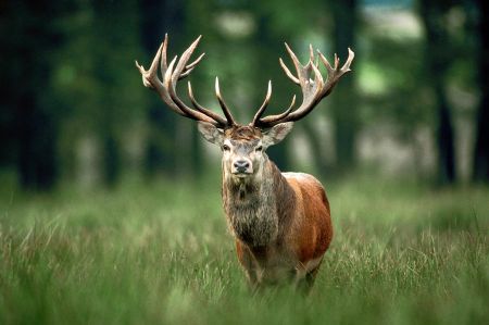 Red Deer is Animal of the Year 2026 - Chosen by DWS