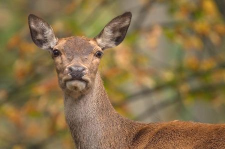 ala thomas martin tm060877 rotwild hirschkuh