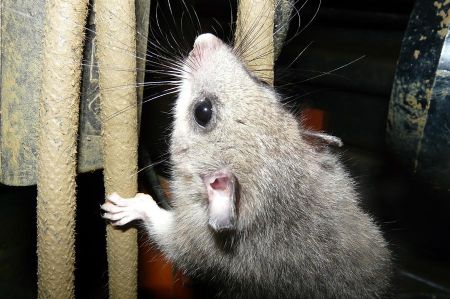 Dormice say goodnight - September 22nd is beginning of autumn