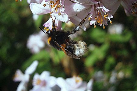 bumblebee hummel 3