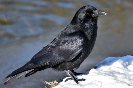 common raven 3