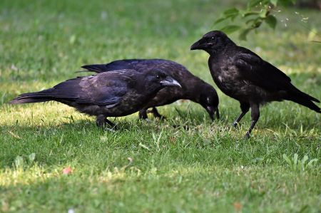 Birding – A Trend: Tips for Beginners