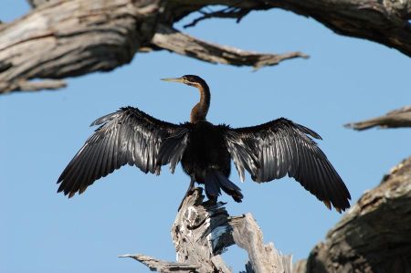 cormorant ohrid 021