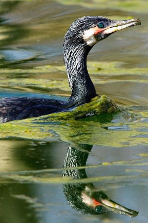 cormorant ohrid 026