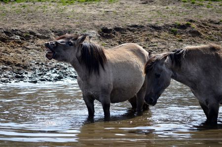 Wildpferde in Dülmen – Natur im Merfelder Bruch