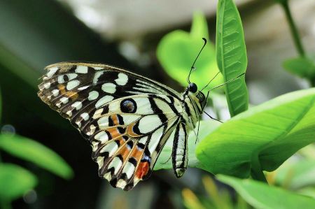 dws schmetterling 010