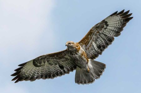 Altinavya - A falcon from Israel under suspicion of espionage
