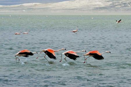 Naturparadies Tuz See trocknet aus – Ende der Flamingos
