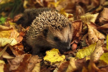 Hedgehogs and moles: German Wildlife Foundation calls for reporting
