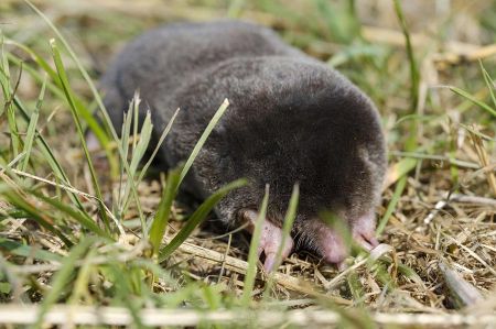 igel zaehlung 2025 07