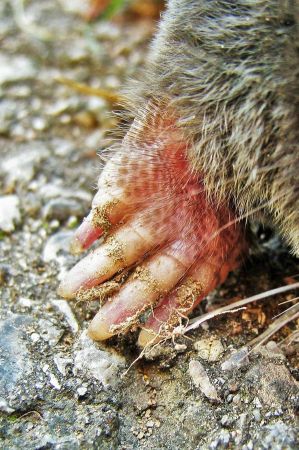 igel zaehlung 2025 08